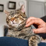 Homem abraçando gato tigrado bonito na cena interior. Relações homem-animal. Animal de estimação engraçado em casa. Animais de estimação desabrigados. Clínica de cuidado de animais domésticos. Animal de estimação engraçado em casa. Dia de gato. Animal de estimação adotado.