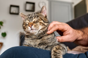 Homem abraçando gato tigrado bonito na cena interior. Relações homem-animal. Animal de estimação engraçado em casa. Animais de estimação desabrigados. Clínica de cuidado de animais domésticos. Animal de estimação engraçado em casa. Dia de gato. Animal de estimação adotado.