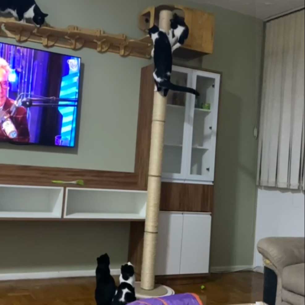 Parede com móveis e uma casinha de gato instala acima deles conectada por uma ponte feita com o módulo de escadas e uma torre de escalação alta e varios gatos estão na torre e na ponte.