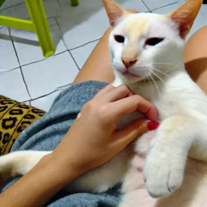 uma foto de um gato albino sendo acariciado por seus donos em casa o gato está relaxado e tranquilo o ambiente é acolhedor e mostra a recuperação do gato após a castração