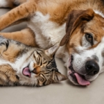 Uma foto de um cachorro e um gato deitados. O gato está deitado de lado com os olhos fechados e a língua para fora. O cachorro está deitado com os olhos abertos e a língua para fora. Há sinais de insolação em ambos os animais, incluindo respiração ofegante excessiva, inquietação e alta temperatura corporal.