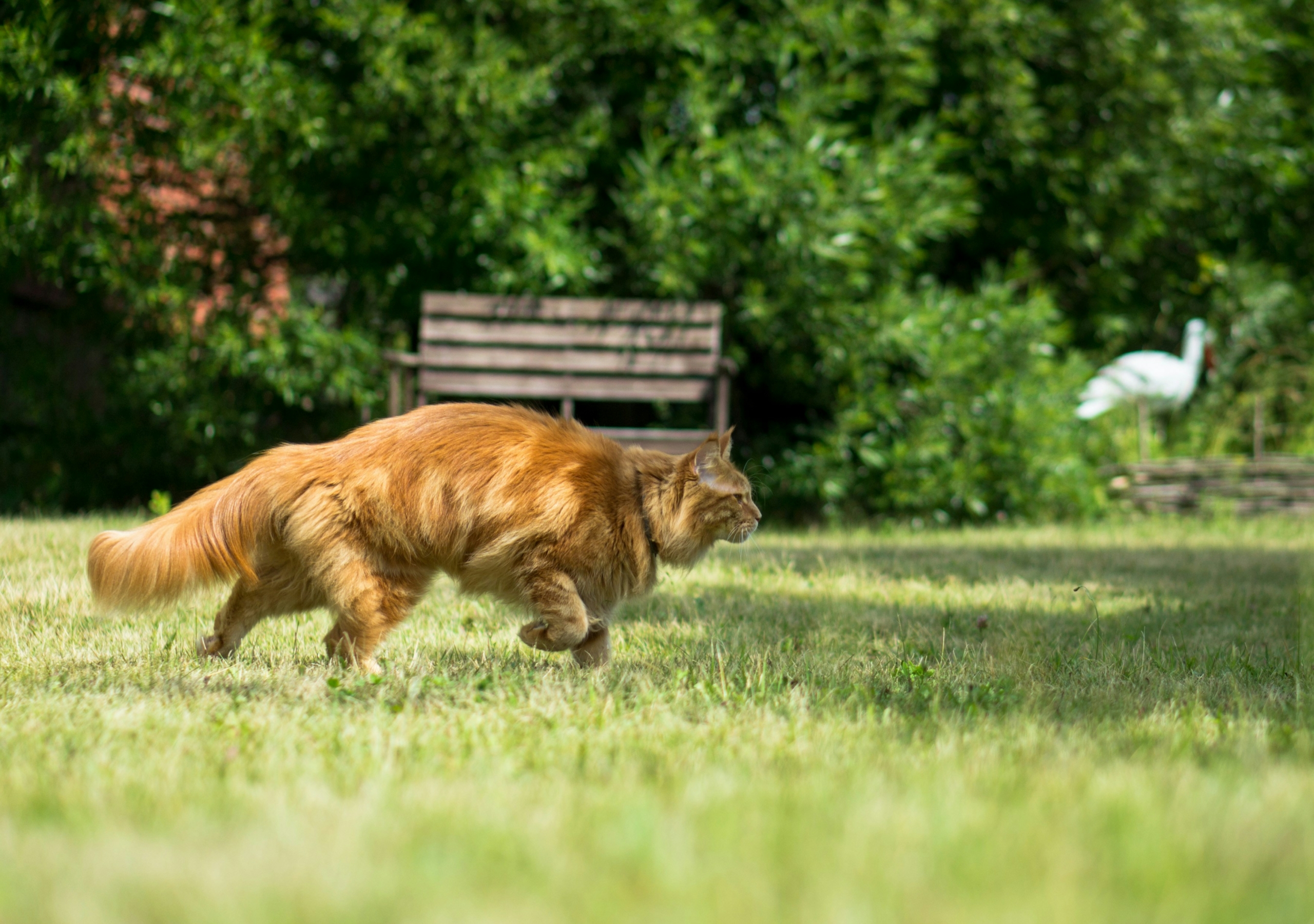 gato na grama caçando pássaro