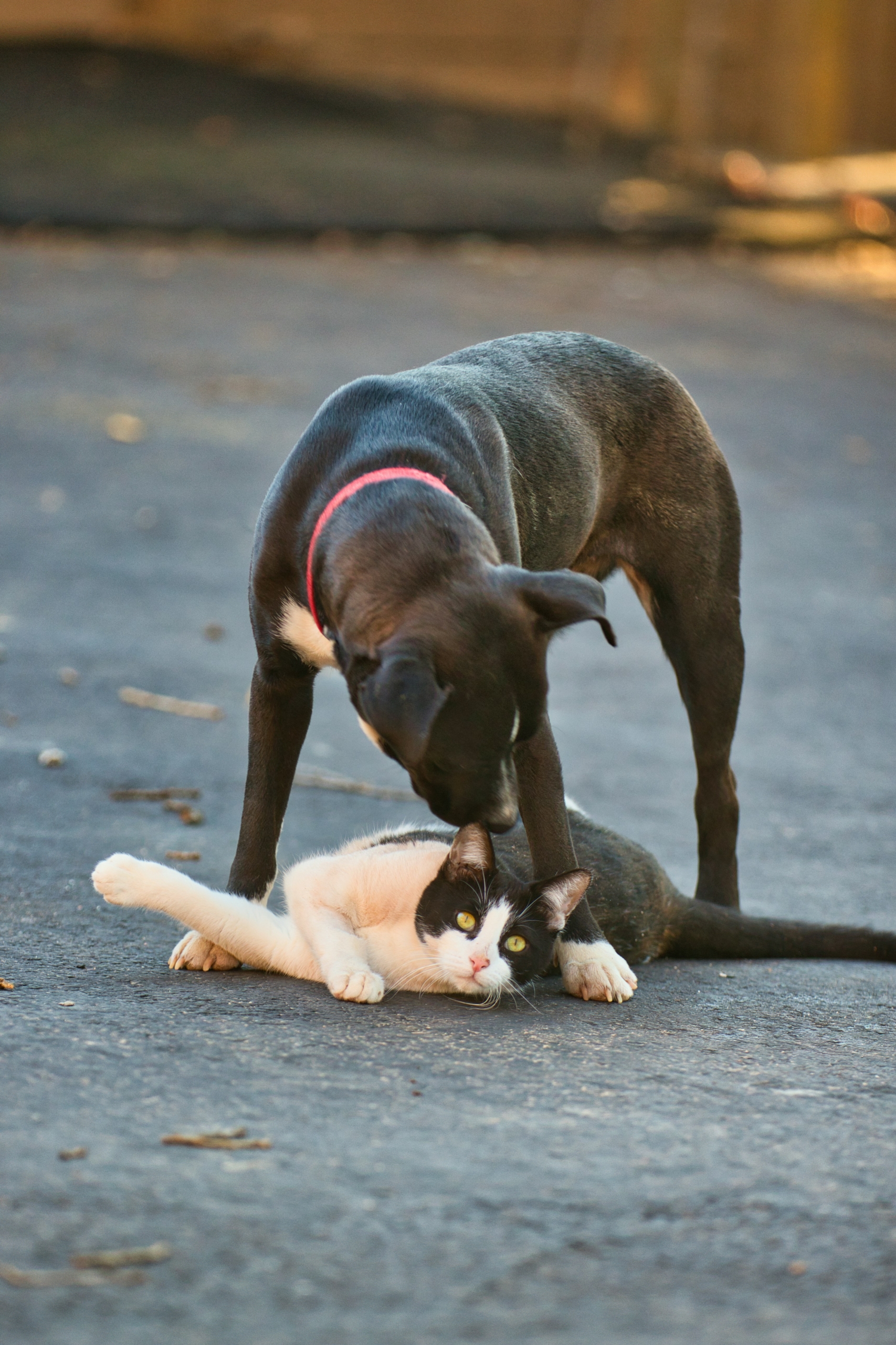 Gato preto e branco deitado no chão e cachorro preto brincando com o gato po entre as patas