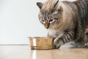 restricao alimentar gato - GATIFICAÇÃO RELFE