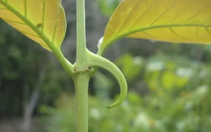 unha de gato Uncaria tomentosa é uma planta trepadeira nativa da Amazônia e de outras áreas tropicais da América do Sul