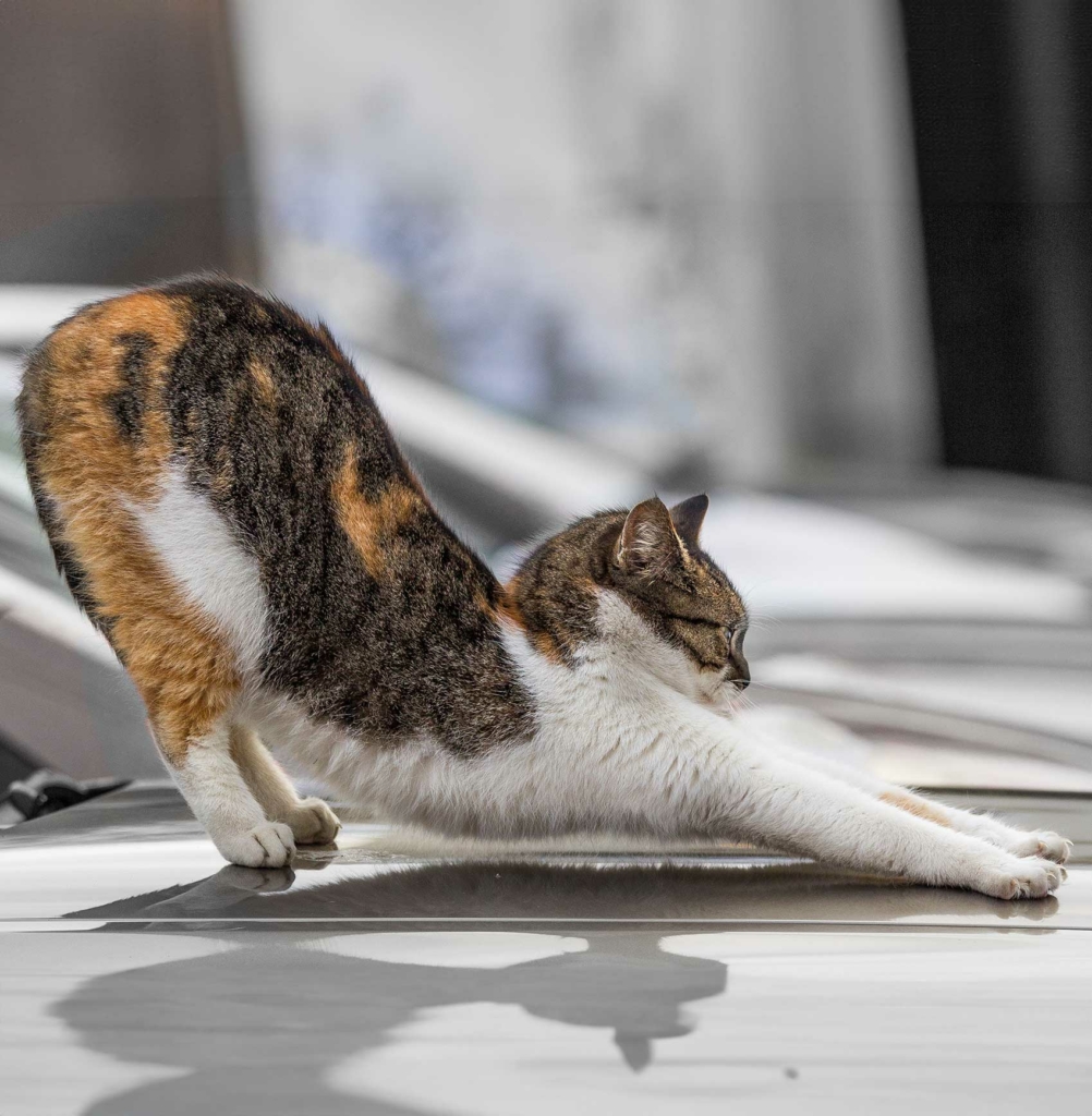 Um gato se alongando, simbolizando relaxamento e bem-estar.