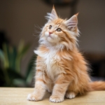 Filhote de gato da raça Maine Coon com pelagem laranja e branca, sentado em uma superfície de madeira, olhando para cima com expressão curiosa.