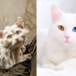 Comparação lado a lado de um gato branco antes e depois de ser resgatado. À esquerda, o gato com pelagem suja e aparência cansada; à direita, o mesmo gato com pelagem branca limpa, olhos de cores diferentes (heterocromia) e aparência saudável em um fundo claro.