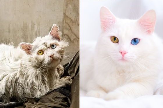 Comparação lado a lado de um gato branco antes e depois de ser resgatado. À esquerda, o gato com pelagem suja e aparência cansada; à direita, o mesmo gato com pelagem branca limpa, olhos de cores diferentes (heterocromia) e aparência saudável em um fundo claro.