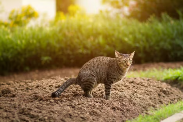 Imagem de um gato de pelagem rajada em tons de marrom, agachado sobre a terra em um jardim, em posição de defecar. Ao fundo, há plantas verdes desfocadas e iluminação natural ao entardecer, destacando o ambiente externo.