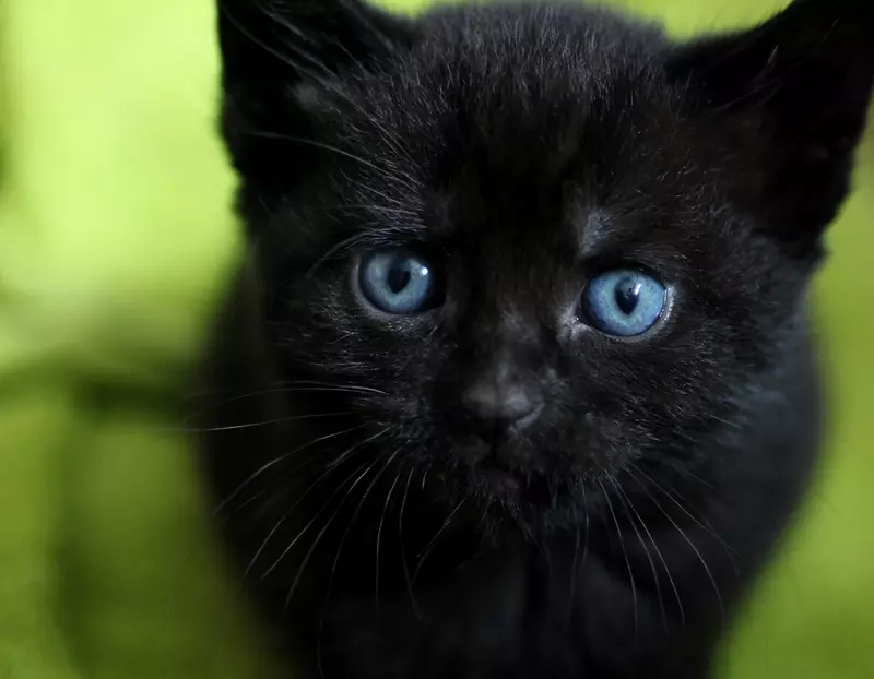 Filhote de gato preto com olhos azuis vibrantes olhando diretamente para a câmera, sentado sobre um fundo verde que realça sua pelagem escura.