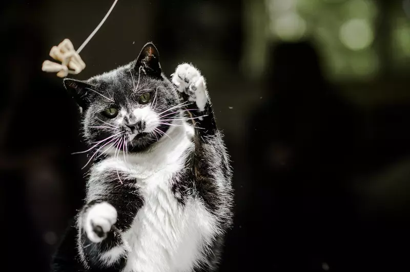 Gato preto e branco em movimento, brincando com um brinquedo suspenso por uma corda. O fundo está desfocado, destacando o gato em ação.