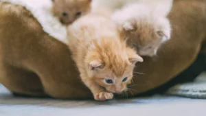 Filhote de gato laranja saindo de uma cama acolchoada enquanto outros dois filhotes, também de cor clara, permanecem no fundo. O gatinho laranja está com as patas esticadas, parecendo explorar.