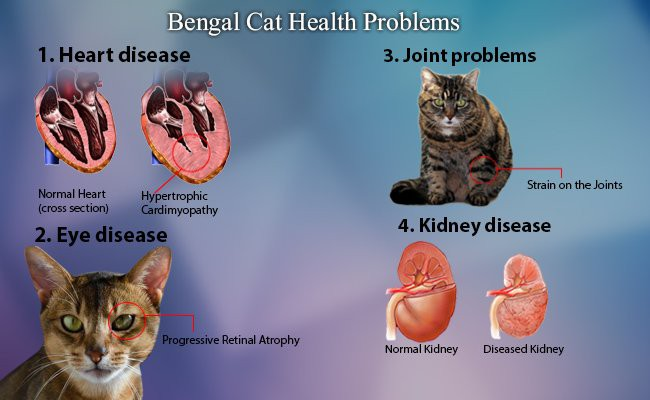 Problemas de saúde comuns em gatos Bengal. Inclui:

Doença cardíaca: Cardiomiopatia hipertrófica.
Doença ocular: Atrofia progressiva da retina.
Problemas nas articulações: Tensão nas juntas.
Doença renal: Insuficiência renal.