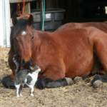 A imagem apresenta um cavalo marrom deitado no chão, aparentando estar em um ambiente rural, próximo a um estábulo ou área de criação. Junto ao cavalo, há um gato de pelo cinza e branco que interage de maneira carinhosa, esfregando-se contra o focinho do cavalo. A cena transmite um momento de conexão amistosa entre os dois animais, destacando a harmonia em um ambiente natural. Caso precise de mais informações ou descrição adicional, me avise!