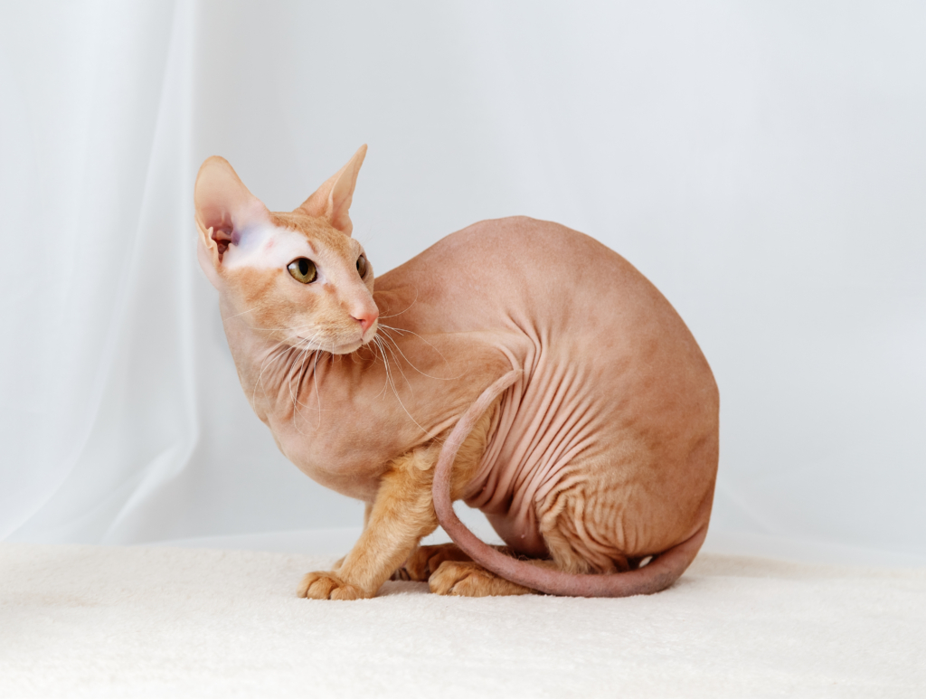 Gato Peterbald sem pelos em posição sentada, com pelagem rosa-clara, orelhas grandes e expressão atenta, sobre um fundo branco neutro.