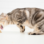 Gato malhado cinza com orelhas dobradas vomitando sobre uma superfície branca, em fundo claro e iluminado.