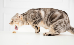 Gato malhado cinza com orelhas dobradas vomitando sobre uma superfície branca, em fundo claro e iluminado.