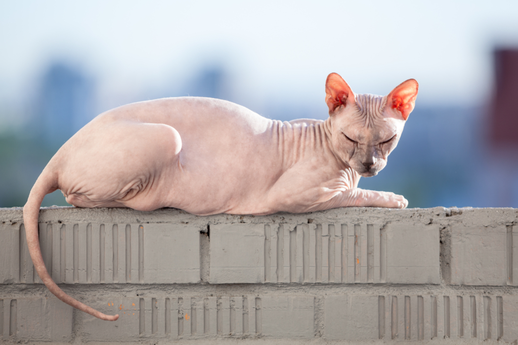 Gato Donskoy sem pelos descansando sobre um muro de tijolos cinza, com olhos fechados e fundo desfocado em tons de azul claro.