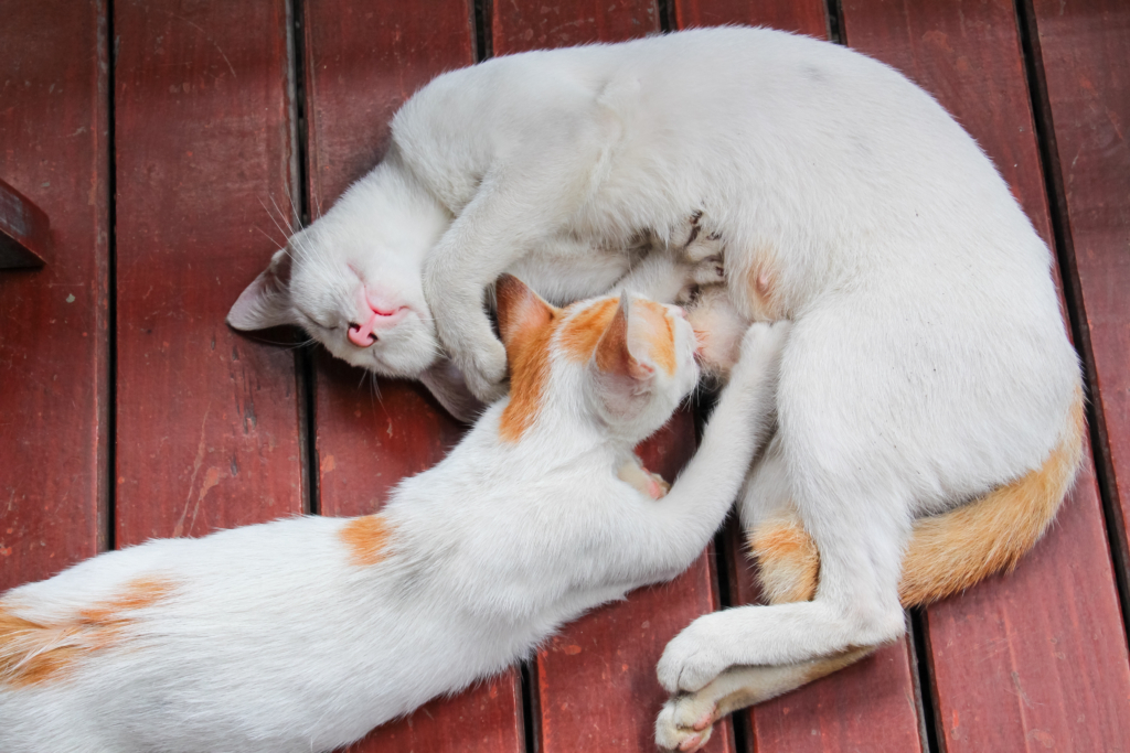 Gata branca e filhote já adulto com manchas laranjas descansando em um chão de madeira, enquanto o filhote mama na mãe.