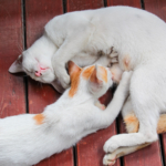 Gata branca e filhote já adulto com manchas laranjas descansando em um chão de madeira, enquanto o filhote mama na mãe.