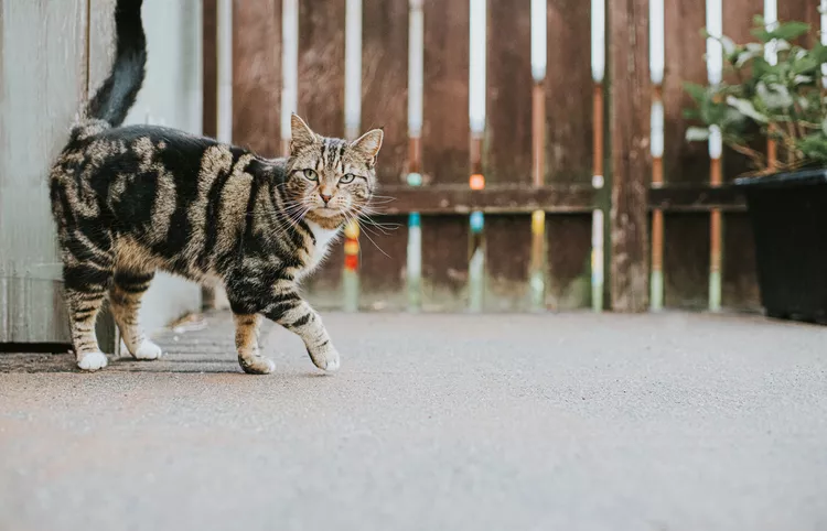 Gato tigrado com pelagem marrom e preta, caminhando em um quintal ao ar livre. O gato olha diretamente para a câmera, com uma cerca de madeira e uma planta em vaso visíveis ao fundo. A cena é iluminada por luz natural.