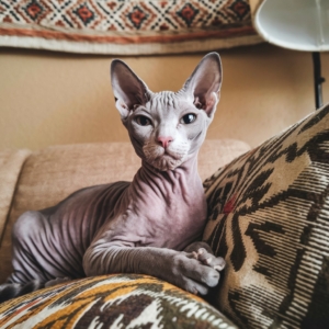 Gato Sphynx sem pelos deitado em um sofá com almofadas estampadas, olhando diretamente para a câmera em um ambiente aconchegante com decoração étnica ao fundo.