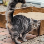 Gato cinza de pelos longos próximo a uma caixa de areia de madeira, em ambiente externo, olhando para trás com expressão curiosa.