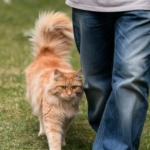 Gato laranja de pelo longo caminhando atrás de uma pessoa vestindo jeans, em um gramado verde, com expressão atenta e focada.