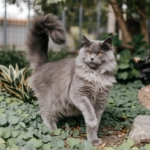 A imagem mostra um gato cinza com uma cauda espessa e pelagem densa, posando elegantemente em um jardim com folhas verdes ao redor. Seus olhos têm um tom amarelado, e a expressão do gato transmite confiança e curiosidade. Caso você precise de mais informações ou descrições, estou à disposição!