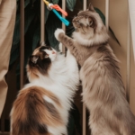 Dois gatos brincando com vara de brinquedo, um com pelagem cinza e outro tricolor, em ambiente doméstico com plantas ao fundo.