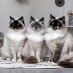 Três gatos Ragdoll sentados lado a lado em um tapete branco, com pelos longos e olhos azuis, transmitindo elegância e tranquilidade.