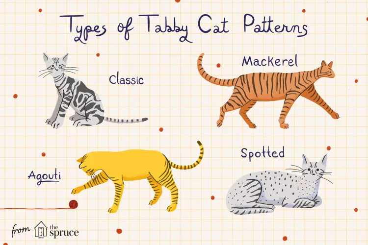 Ilustração mostrando os diferentes padrões de pelagem dos gatos tigrados (tabby). Inclui quatro tipos: Classic: Padrão com listras largas e espirais. Mackerel: Listras finas verticais como as de um tigre. Agouti: Padrão de pelagem com pelos individuais de cores alternadas. Spotted: Padrão com manchas ao invés de listras.
O fundo é quadriculado com pontos decorativos e uma linha vermelha com um novelo de lã, atribuído ao site "The Spruce".