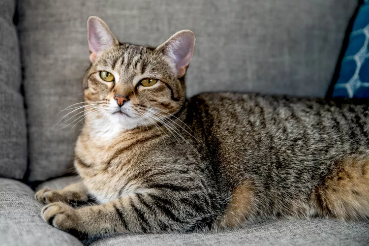 Gato listrado de pelagem marrom e preta deitado confortavelmente em um sofá cinza. O gato está com uma expressão serena e olhos semicerrados, com uma almofada azul visível ao fundo.