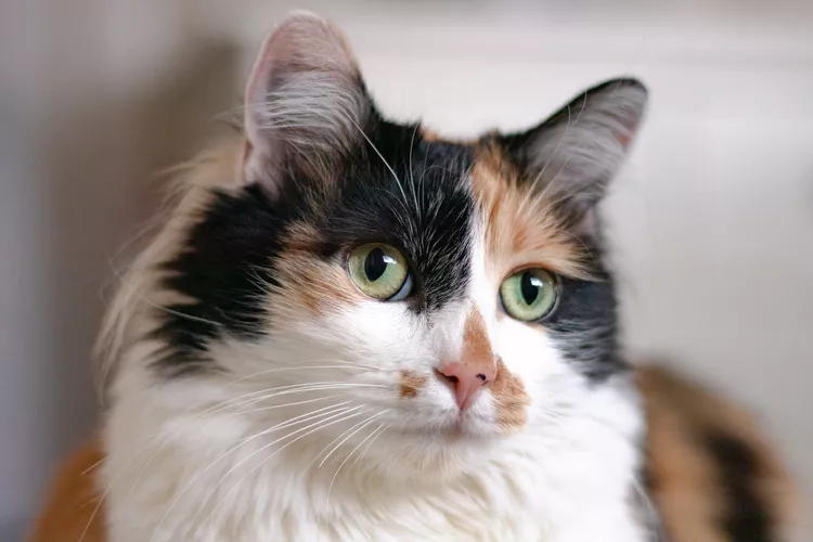 Gato com pelagem tricolor (preto, branco e laranja) e olhos verdes brilhantes, em destaque em um retrato de close-up. O fundo está desfocado, destacando os detalhes do rosto do gato.