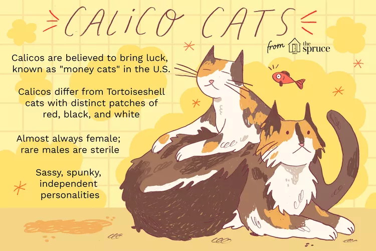 Ilustração de dois gatos tricolores (calicos) com manchas em vermelho, preto e branco, cercados por elementos decorativos, como um peixe e um fundo amarelo claro. Inclui texto explicativo: Calicos são considerados símbolos de sorte, chamados de "money cats" nos EUA; Diferem dos gatos "Tortoiseshell" por apresentarem manchas distintas de vermelho, preto e branco; São quase sempre fêmeas; machos raros geralmente são estéreis; Conhecidos por personalidades independentes e enérgicas.