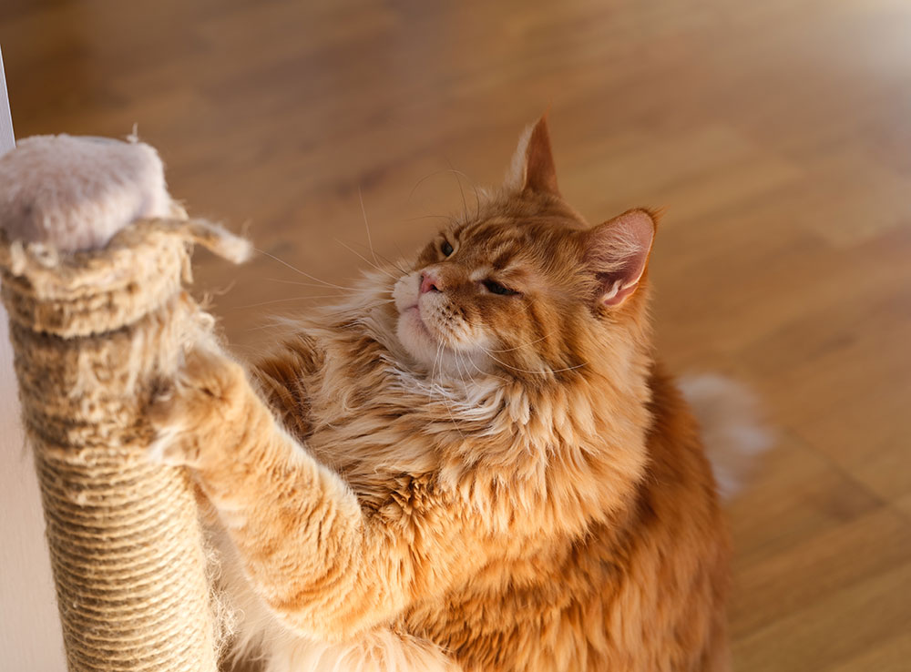 Gato laranja de pelagem longa usando as patas para arranhar um poste de sisal em um ambiente interno com piso de madeira. A cena está iluminada por luz natural, destacando os detalhes da pelagem do gato.