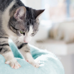 Gato listrado com pelagem cinza e branca, amassando uma superfície de tecido azul com as patas, em um ambiente iluminado por luz natural. Ao fundo, objetos desfocados complementam a cena doméstica.