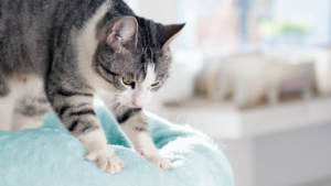 Gato listrado com pelagem cinza e branca, amassando uma superfície de tecido azul com as patas, em um ambiente iluminado por luz natural. Ao fundo, objetos desfocados complementam a cena doméstica.