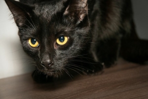 Gato preto de olhos amarelos brilhantes em posição de caça sobre uma superfície de madeira, com olhar atento e focado.