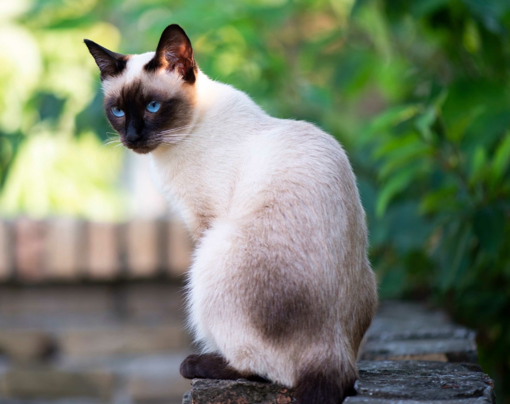 hypoallergenic siamese cat - GATIFICAÇÃO RELFE