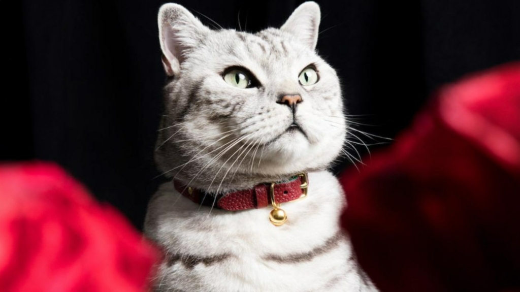 Um gato claro com listras escuras, olhos verdes, coleira vermelha com sino dourado, em um fundo escuro realçado por rosas vermelhas desfocadas, transmite elegância e sofisticação.