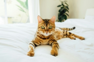 Gato Bengal de pelagem dourada com manchas e listras pretas, deitado sobre uma cama com lençol branco. O ambiente é iluminado por luz natural, com uma planta decorativa desfocada ao fundo.