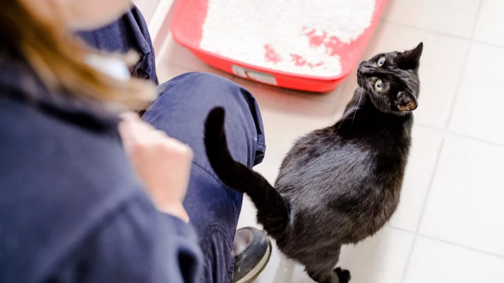 Gata grávida preta olhando para uma pessoa de uniforme azul em um ambiente interno com piso de azulejo. Ao fundo, uma caixa de areia vermelha parcialmente preenchida com areia branca é visível. O gato parece atento e curioso.