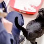 Gata grávida preta olhando para uma pessoa de uniforme azul em um ambiente interno com piso de azulejo. Ao fundo, uma caixa de areia vermelha parcialmente preenchida com areia branca é visível. O gato parece atento e curioso.