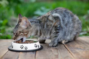 Gato malhado cinza comendo ração em uma tigela branca decorada com pegadas pretas, sobre superfície de madeira, com gramado verde ao fundo.